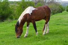 Un cheval frôlant sur un pré vert de montagne en montagne de Strandzha, Bulgarie photos stock Un cheval frôlant sur un pré vert de montagne en montagne de Strandzha, Bulgarie photos stock