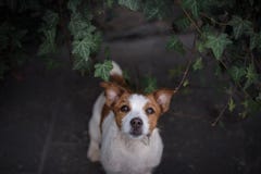 Un chien dans la ville Déplacement avec l'animal familier Petit Jack Russell Photos stock Un chien dans la ville Déplacement avec l'animal familier Petit Jack Russell Photos stock
