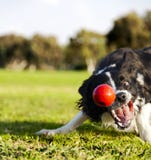 Border collie cherchant le jouet de boule de chien au parc images stock Border collie cherchant le jouet de boule de chien au parc images stock