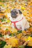Un chien mignon de roquet se repose dans le feuillage jaune contre le contexte d'un parc de ville d'automne photos libres de droits Un chien mignon de roquet se repose dans le feuillage jaune contre le contexte d'un parc de ville d'automne photos libres de droits