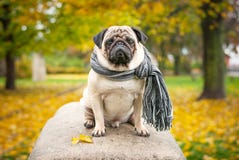 Un chien romantique triste de roquet dans une écharpe chaude rayée se repose sur une pierre sur un fond du parc d'automne du ` s Image libre de droits Un chien romantique triste de roquet dans une écharpe chaude rayée se repose sur une pierre sur un fond du parc d'automne du ` s Image libre de droits