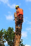 Un chirurgo di albero che taglia un albero fotografia stock Un chirurgo di albero che taglia un albero fotografia stock