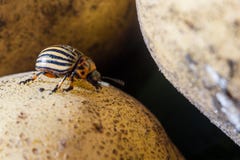 Un cierre encima de la imagen del escarabajo de patata rayado de Colorado que se arrastra en las patatas y las hojas verdes y las fotografía de archivo libre de regalías Un cierre encima de la imagen del escarabajo de patata rayado de Colorado que se arrastra en las patatas y las hojas verdes y las fotografía de archivo libre de regalías