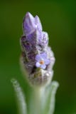 Un cierre para arriba de una flor de la lavanda que comienza a florecer imagen de archivo Un cierre para arriba de una flor de la lavanda que comienza a florecer imagen de archivo