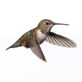 Un colibrì Rufous femminile isolato in volo contro un fondo bianco Fotografia Stock Un colibrì Rufous femminile isolato in volo contro un fondo bianco Fotografia Stock