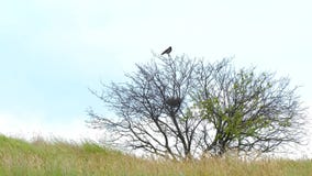 Un corvo solo si siede in un albero Un corvo solo si siede in un albero