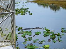 un crocodile sur la surface image libre de droits un crocodile sur la surface image libre de droits
