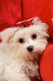 Un cucciolo adorabile di natale immagine stock libera da diritti Un cucciolo adorabile di natale immagine stock libera da diritti