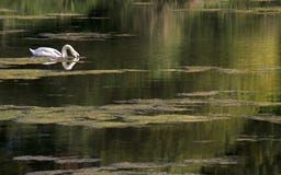 Un cygne blanc nage sur un lac calme pendant l'après-midi d'un été chaud photos stock Un cygne blanc nage sur un lac calme pendant l'après-midi d'un été chaud photos stock