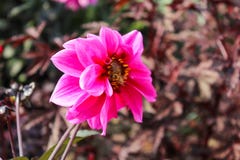 Un dahlia assez rose et jaune avec une abeille rampant là-dessus Image stock Un dahlia assez rose et jaune avec une abeille rampant là-dessus Image stock