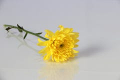 Un diente de león amarillo puso el piso blanco con la reflexión El diente de león es una mala hierba extensamente distribuida de imagen de archivo Un diente de león amarillo puso el piso blanco con la reflexión El diente de león es una mala hierba extensamente distribuida de imagen de archivo