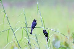 Un Drongo Raquette-suivi plus grand Photographie stock libre de droits Un Drongo Raquette-suivi plus grand Photographie stock libre de droits