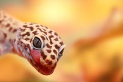 Un détail intéressant en nature Une belle position colorée de gecko sur une pierre et observation soigneusement devant elle photographie stock Un détail intéressant en nature Une belle position colorée de gecko sur une pierre et observation soigneusement devant elle photographie stock