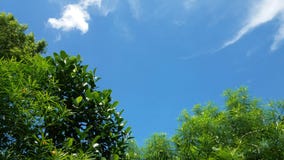 Un día soleado de estación de lluvias, árboles bajo lona del cielo imagen de archivo libre de regalías Un día soleado de estación de lluvias, árboles bajo lona del cielo imagen de archivo libre de regalías