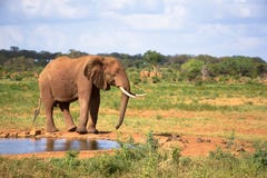 Un elefante rojo grande está caminando en el banco de un agujero de agua foto de archivo Un elefante rojo grande está caminando en el banco de un agujero de agua foto de archivo