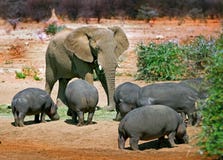 Un elefante solitario que persigue lejos una vaina del hipopótamo imagen de archivo libre de regalías Un elefante solitario que persigue lejos una vaina del hipopótamo imagen de archivo libre de regalías