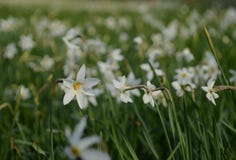 Un fiore bianco del narciso con le fioriture giallo-rosse di un cuore contro lo sfondo dell'narcisi bianchi sistema in Ucraina fotografia stock Un fiore bianco del narciso con le fioriture giallo-rosse di un cuore contro lo sfondo dell'narcisi bianchi sistema in Ucraina fotografia stock