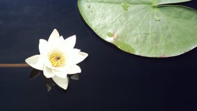Un fiore e una foglia nel lago Keitele, Finlandia il luglio 2012 fotografia stock libera da diritti Un fiore e una foglia nel lago Keitele, Finlandia il luglio 2012 fotografia stock libera da diritti