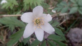 Un fiore, pianta, foresta, natura immagini stock Un fiore, pianta, foresta, natura immagini stock