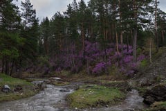 Un fiume veloce scorre fra le montagne con erba Fotografie Stock Un fiume veloce scorre fra le montagne con erba Fotografie Stock