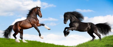Un galoppo potente di due esecuzioni del cavallo nel campo. immagine stock libera da diritti Un galoppo potente di due esecuzioni del cavallo nel campo. immagine stock libera da diritti