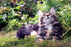 Un gatito bastante noruego joven del dulce imágenes de archivo libres de regalías Un gatito bastante noruego joven del dulce imágenes de archivo libres de regalías