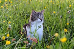 Un gato bastante joven imagenes de archivo Un gato bastante joven imagenes de archivo