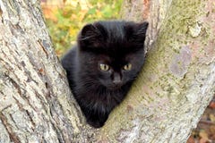 Un gattino sveglio è il mio eroe di sessione di foto fotografie stock Un gattino sveglio è il mio eroe di sessione di foto fotografie stock