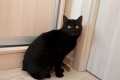 Un gatto assolutamente nero si siede dalla porta e dagli aspettare per aprirsi immagini stock libere da diritti Un gatto assolutamente nero si siede dalla porta e dagli aspettare per aprirsi immagini stock libere da diritti