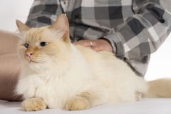 Un gatto beige sulle armi di una ragazza Una ragazza sta segnando un gatto Gatto che ronza nelle sue armi immagine stock libera da diritti Un gatto beige sulle armi di una ragazza Una ragazza sta segnando un gatto Gatto che ronza nelle sue armi immagine stock libera da diritti