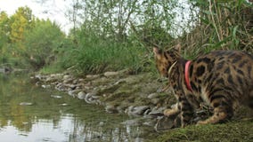 Un gatto Bengala cammina sull'erba verde Il gattino del Bengala impara camminare lungo le prove asiatiche del gatto di leopardo d Un gatto Bengala cammina sull'erba verde Il gattino del Bengala impara camminare lungo le prove asiatiche del gatto di leopardo d