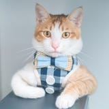 Un gatto buono di posa fotografia stock Un gatto buono di posa fotografia stock