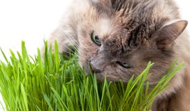 Un gatto dell'animale domestico che mangia erba fresca fotografie stock Un gatto dell'animale domestico che mangia erba fresca fotografie stock