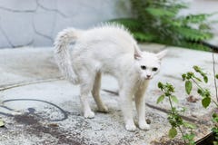Un gatto smarrito bianco ritiene minacciato e fa un gobbo Difesa arrotondata gatto fotografie stock Un gatto smarrito bianco ritiene minacciato e fa un gobbo Difesa arrotondata gatto fotografie stock