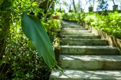 Un giardino nella regione di Canggu di Bali fotografie stock Un giardino nella regione di Canggu di Bali fotografie stock