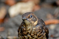 Un giovane storno guarda inquisitore avanti fotografia stock Un giovane storno guarda inquisitore avanti fotografia stock