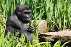 Un gorila occidental occidental adulto que alimenta en Bristol Zoo, Reino Unido fotos de archivo libres de regalías Un gorila occidental occidental adulto que alimenta en Bristol Zoo, Reino Unido fotos de archivo libres de regalías
