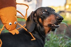 Un grand coutil d'insecte de jouet mord un teckel de chien pour une promenade plaisanterie ‹D'†de ‹d'†de coutil sur le concep images libres de droits Un grand coutil d'insecte de jouet mord un teckel de chien pour une promenade plaisanterie ‹D'†de ‹d'†de coutil sur le concep images libres de droits