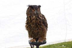 Un grand hibou à cornes renversant photo libre de droits Un grand hibou à cornes renversant photo libre de droits