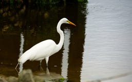 Un grand héron blanc dans un sel-marais photo stock Un grand héron blanc dans un sel-marais photo stock