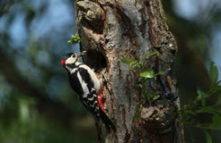 Un grand pivert rep?r? masculin renversant, Dendrocopos principal, ?tant perch? au bord de son trou d'embo?tement dans un saule a image libre de droits Un grand pivert rep?r? masculin renversant, Dendrocopos principal, ?tant perch? au bord de son trou d'embo?tement dans un saule a image libre de droits