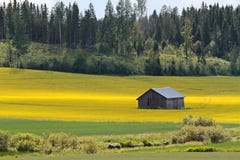 Un granero en un centro del campo amarillo en un día de verano imagenes de archivo Un granero en un centro del campo amarillo en un día de verano imagenes de archivo
