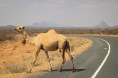 Un gregge dei cammelli si raffredda nel fiume un giorno di estate caldo Il Kenya, Etiopia immagini stock Un gregge dei cammelli si raffredda nel fiume un giorno di estate caldo Il Kenya, Etiopia immagini stock
