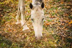 Un gregge dei cavalli fotografati L'animale è circondato dai pascoli pieni dei fiori e di bella erba verde fresca immagine stock Un gregge dei cavalli fotografati L'animale è circondato dai pascoli pieni dei fiori e di bella erba verde fresca immagine stock