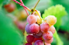 Un groupe de grands raisins rouges, plan rapproché photos stock Un groupe de grands raisins rouges, plan rapproché photos stock