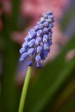 Un groupe de raisin bleu Hyacinth Blossoms photo libre de droits Un groupe de raisin bleu Hyacinth Blossoms photo libre de droits