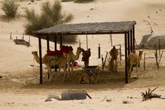 Un grupo de camellos y un hombre del controlador al lado de un safari acampan en Dubai, UAE fotografía de archivo libre de regalías Un grupo de camellos y un hombre del controlador al lado de un safari acampan en Dubai, UAE fotografía de archivo libre de regalías