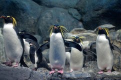 Un grupo de pingüino septentrional del rockhopper con una mirada amenazadora y las alas de la extensión que se colocan en las roc fotos de archivo Un grupo de pingüino septentrional del rockhopper con una mirada amenazadora y las alas de la extensión que se colocan en las roc fotos de archivo