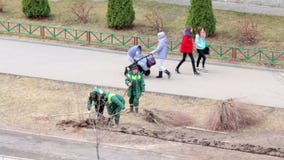 Un gruppo dei lavoratori ha piantato gli arbusti nel posto in cui i pedoni hanno calpestato il prato inglese archivi video Un gruppo dei lavoratori ha piantato gli arbusti nel posto in cui i pedoni hanno calpestato il prato inglese archivi video
