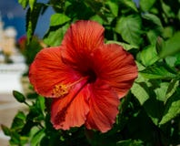 Un hibisco rojo grande hermoso, brillante, magnífico en flor foto de archivo Un hibisco rojo grande hermoso, brillante, magnífico en flor foto de archivo